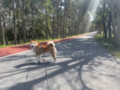 -上海长兴岛郊野公园