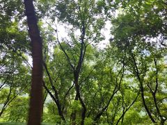 -南京老山国家森林公园