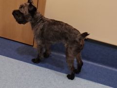 -萌兽医馆·犬猫专科·眼科中心·宠物医院(朝阳门分院)
