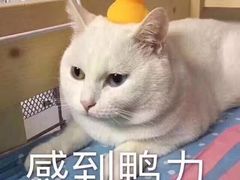 -酒井酱子·深夜食堂(东城汇店)