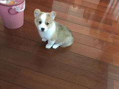 -翊宠yipet猫狗购宠庄园犬舍•猫舍