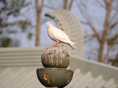 -西安大兴善寺