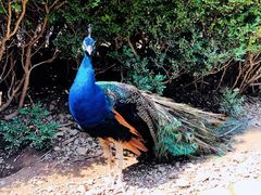 -燕塞湖鸟语林景区