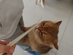 -平行世界·猫咖(首经贸店)