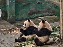 -中国大熊猫保护研究中心雅安碧峰峡基地