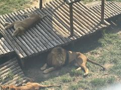 -青藏高原野生动物园