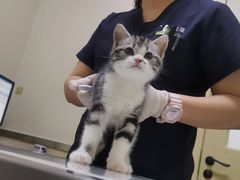 -爱妮康宠物医院·干细胞免疫细胞·肿瘤·心脏(张江店)