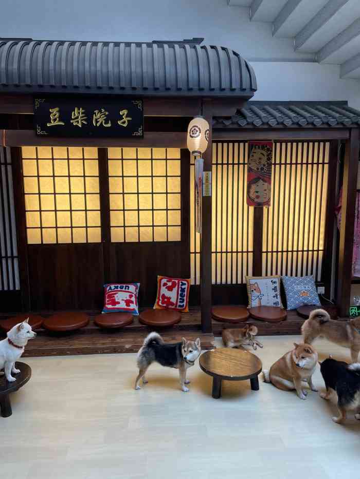 豆柴院子柴犬主题咖啡馆(798店)-"店面很整洁没有异味,那么多只小可爱