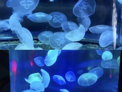 -泉城欧乐堡海洋极地世界