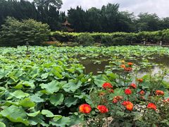 -嘉定紫藤园