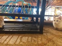 -more than meow吴止猫主题餐厅(承德 中船汇店)