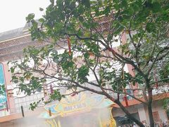 -西双版纳原始森林公园