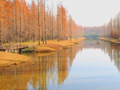 -黄海国家森林公园