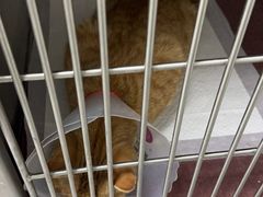 -中农国际动物医院24小时·猫科·骨科·急重症中心
