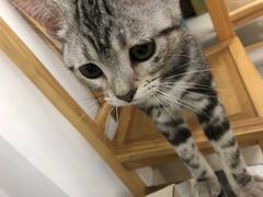 -70cat德文卷毛猫·缅因猫纯种猫舍