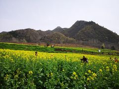 -沣峪口