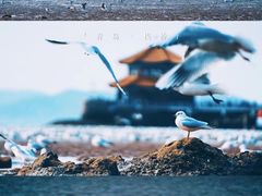 -栈桥景区