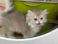 -青奢宠物·青奢猫舍