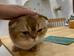 -楼上猫咖(罗湖店)