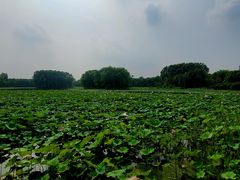 -东郊湿地公园