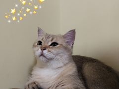 -Meowの猫咖(万家丽店)