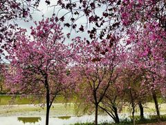 -广东花都湖国家湿地公园