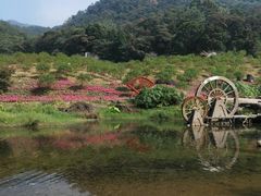 -广州市石门国家森林公园