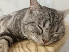 -楼上猫咖(罗湖店)