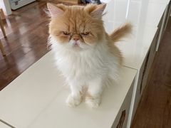 -这儿没有猫·猫咖萌宠馆·撸猫