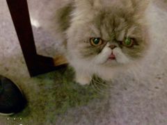 -猫色咖啡·猫咖