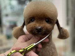 -鑫艺宠物美容培训学校