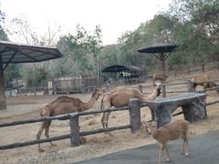 -清迈夜间动物园