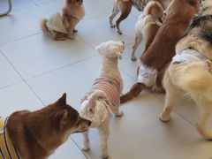 -怪兽屋·羊驼·猫咖·狗咖(俊华广场店)