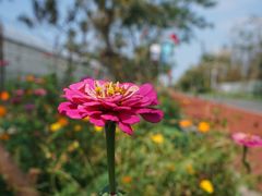 -上海长兴岛郊野公园