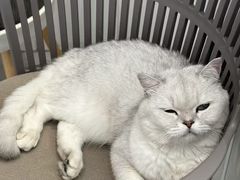 -关爱宠物医院·猫科中心·消化科(滨湖万达分院)