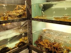 -甄御•海鲜新青岛菜(麦岛店)