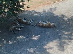 -大连森林动物园