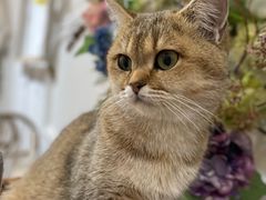 -共舞时光猫咖·狗咖(新街口店)