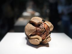 -上海自然博物馆