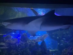 -江和美海洋公园
