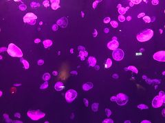 -迪拜水族馆及水下动物园