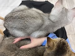 -楼上猫咖(罗湖店)