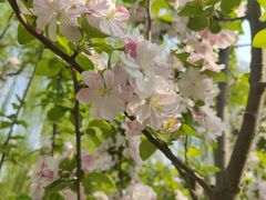 -元大都城垣遗址公园