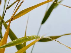 -野鸭湖国家湿地公园