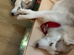 -Husky Go! 哈士奇体验馆·宠物咖啡厅狗咖