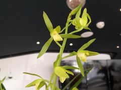 -张一元茶庄(望京店)