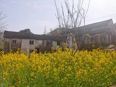 -桑洲油菜花景区