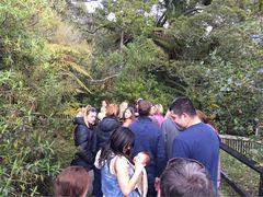 -怀托摩萤火虫洞