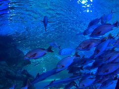 -太平洋海底世界