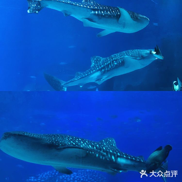 珠海长隆海洋王国 | 鲸鲨馆💯拍照攻略